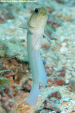 yellowhead jawfish